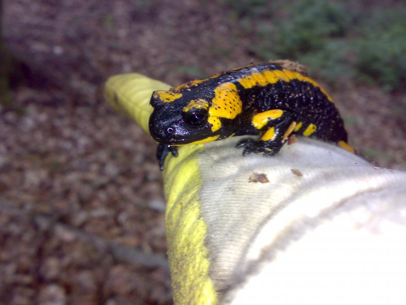 groer Feuersalamander in der Hand