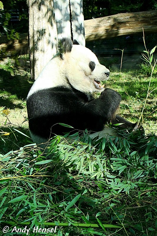 Groer Panda.