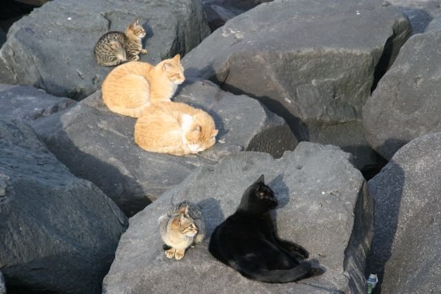 Groes Katzentreffen am Hafen von Sorrento.