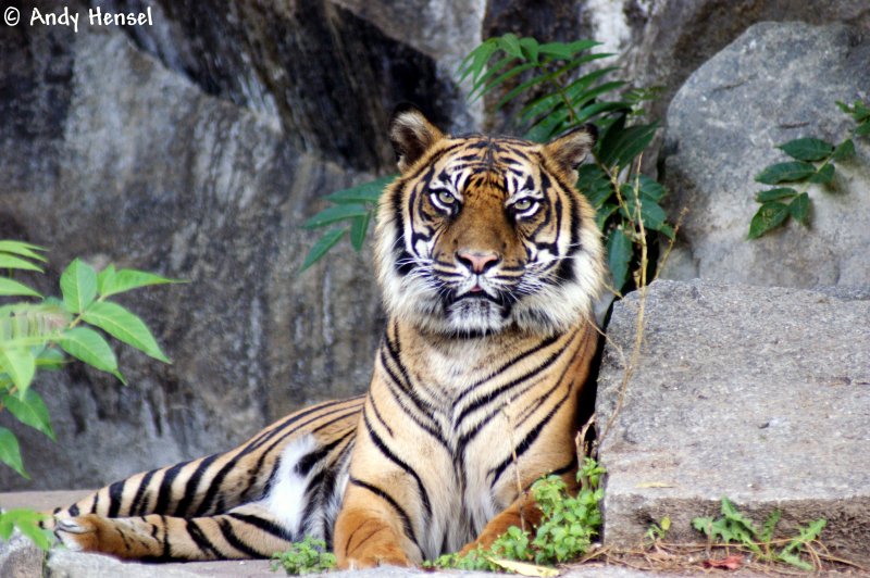 Guck mal wie er guckt. Sibirischer Tiger oder auch Amurtiger