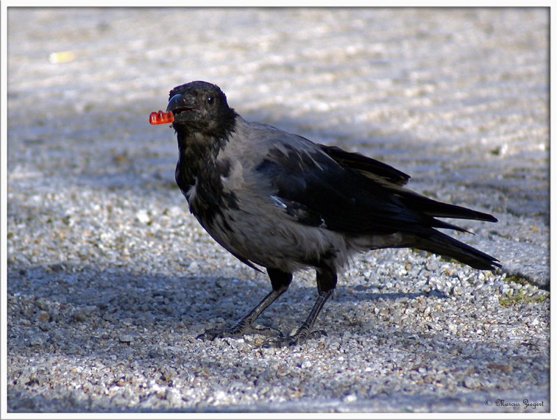 Haribo macht Krhen froh - dieser Schnappschuss gelang mir am Reichstag. 
300 mm | 1/500 sek | F6.3 | IsO 200 | Portrait-Modus
22.08.2009