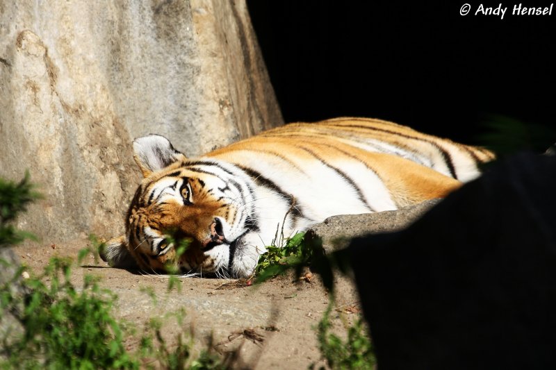  Heute stehe ich nicht fr euch doofen Fotografen auf. Haut ab!  Sibirischer Tiger oder auch Amurtiger