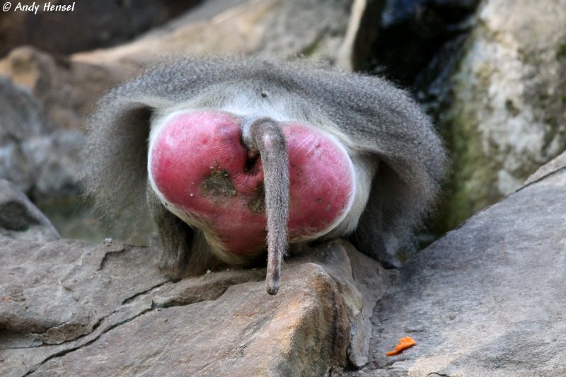 Hier hat mir ein Mantelpavian-Mnnchen deutlich gezeigt, was er von meiner Fotografiererei hlt.