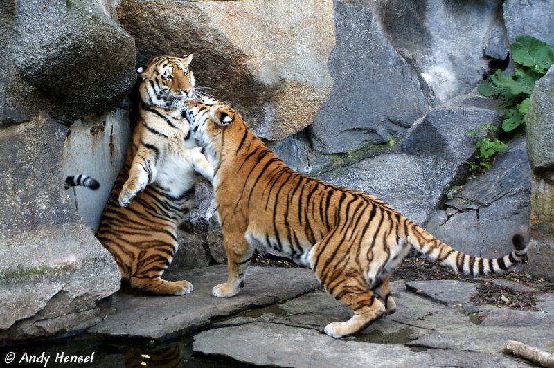 Hier wird zwischen 2 sibirischen Tigern ausdiskutiert wer der Chef im Ring ist.