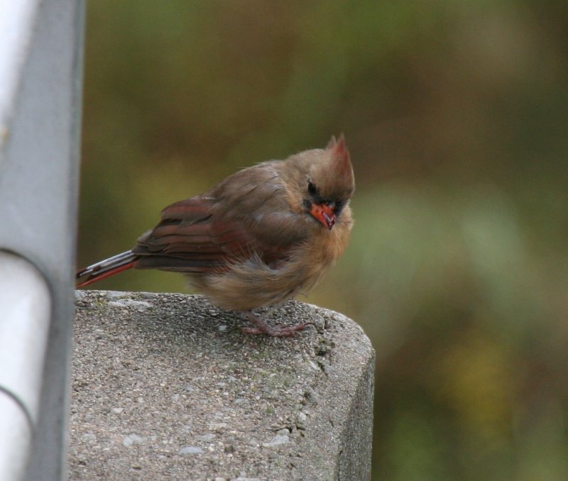 Hierbei mte es sich um ein Kardinalweibchen (Cardinalis cardinalis) handeln, welches noch einen Kkenschnabel hat. Fotografiert am Rande des Royal Botanical Garden in Burlington (Ontario) am 3.10.2009.

