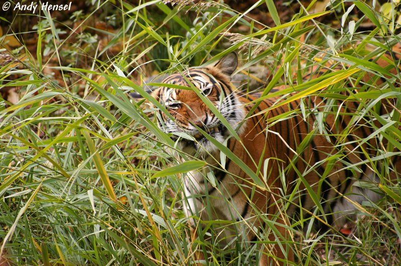 Hinterindischer- oder auch Indochinesischer Tiger