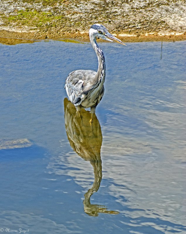 Ich bin ein Fischreiher. Schnappschuss aus dem Zoo Leipzig 17.08.2009