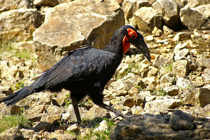 Ich bin ein Hornrabe,Familie der Nashornvgel Zoo Leipzig 17.08.2008