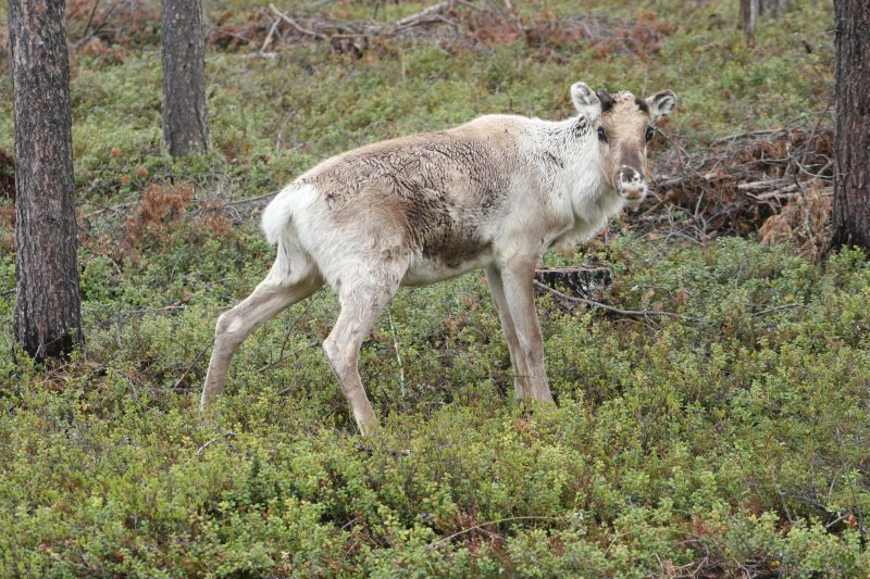 Im Wald gibt es keine Privatsphre. Schwedisch Lappland Mai 2009.