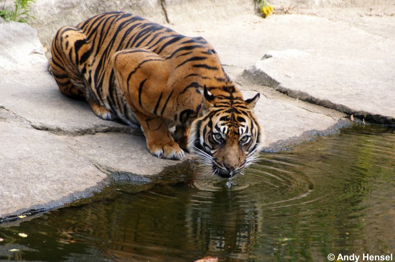 Immer schn in die Kamera gucken. Sibirischer Tiger oder auch Amurtiger