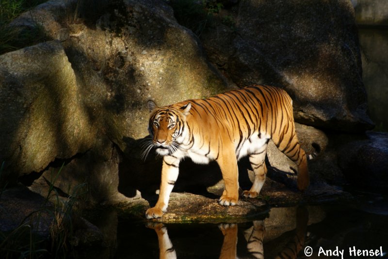 Indochinesischer Tiger