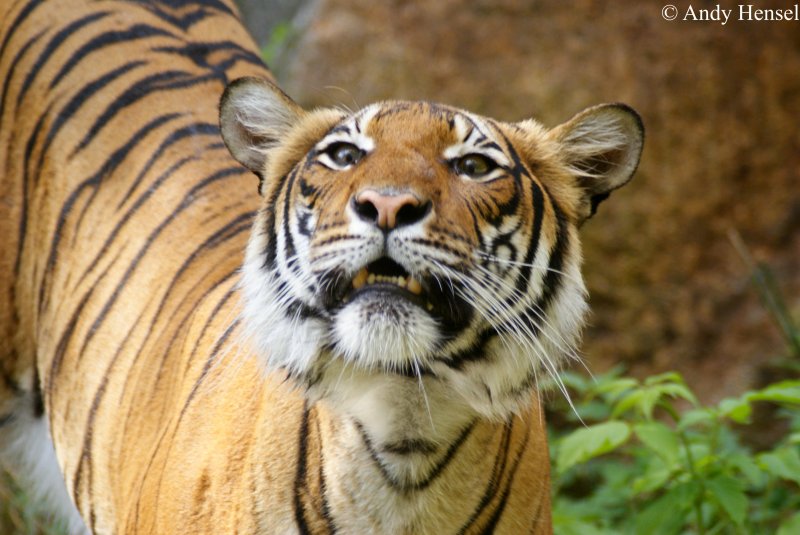 Indochinesischer Tiger