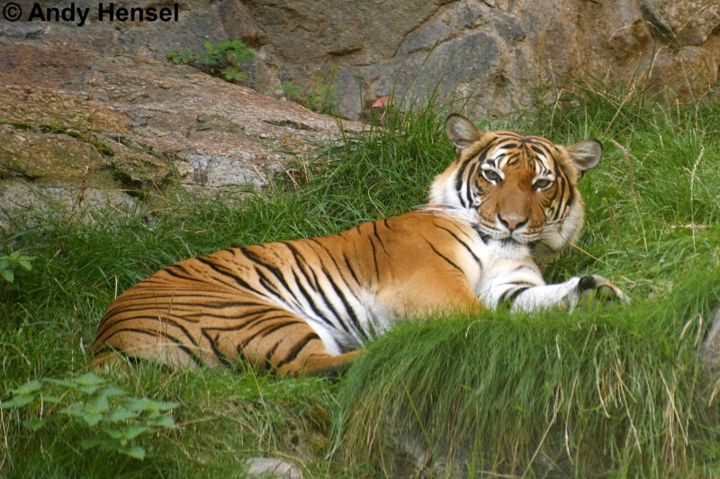 Indochinesischer Tiger. Nur noch ca. 1200 Tiere in freier Wildbahn.