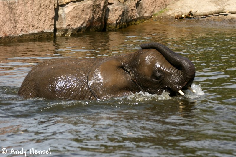 Junger afrikanischer Elefant