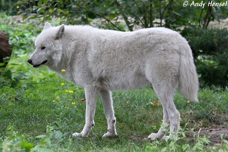 Kanadischer Wolf (Polarwolf)