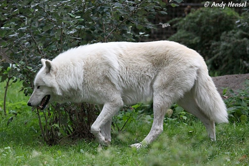 Kanadischer Wolf (Polarwolf).