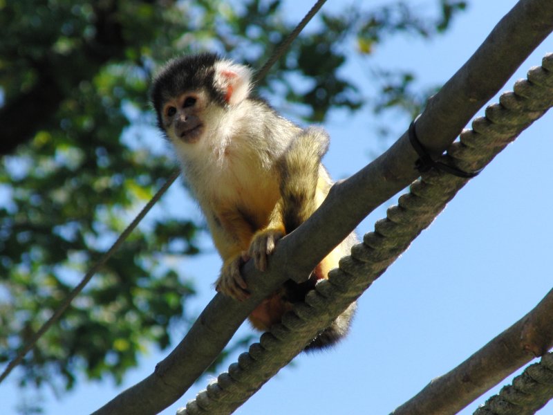 kleiner Affe im Nrnberger Zoo