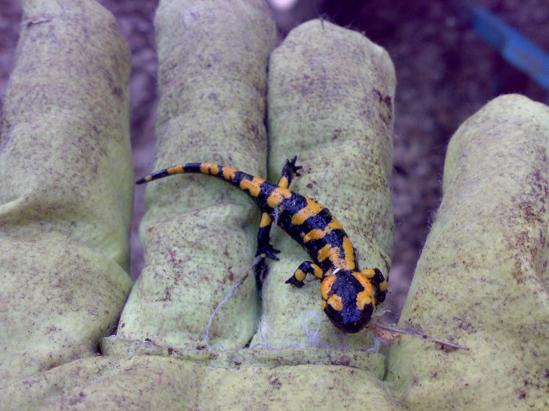 kleiner Feuersalamander in der Hand