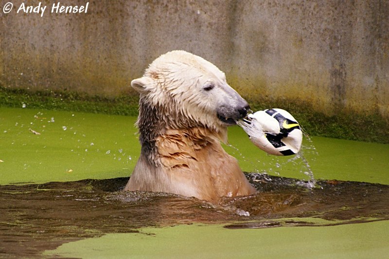 Knut beim spielen im Wasser. 