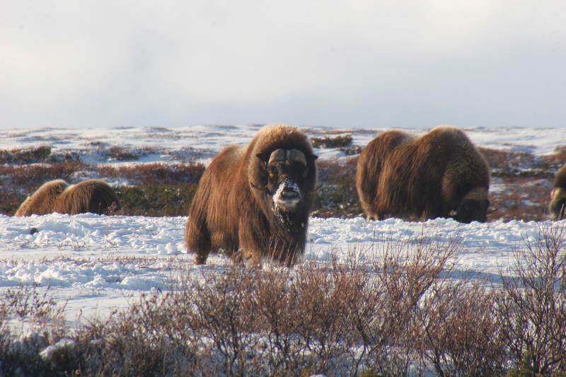 Koksen eigentlich Rinder? Moschusochsen im Dovrefjell; 05.10.2009