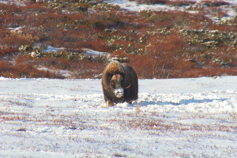 Koksen eigentlich Rinder? Moschusochsen im Dovrefjell; 05.10.2009