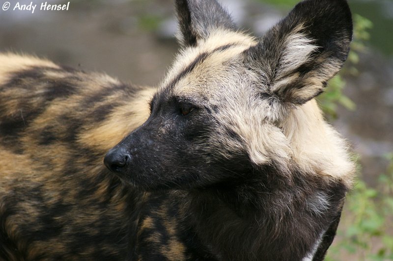 Kopf eines afrikanischen Wildhundes.