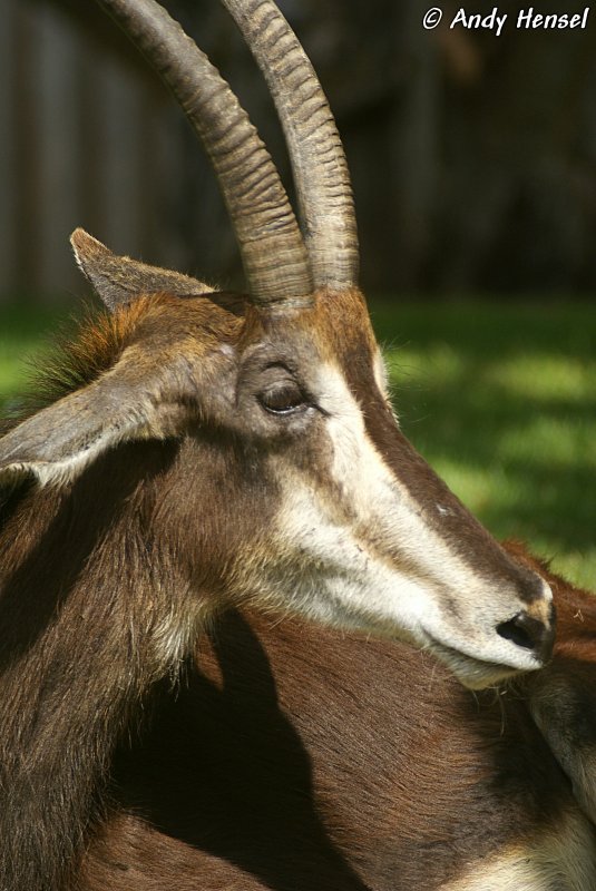 Kopf einer Rappenantilope.