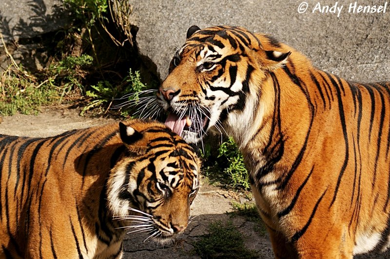 Kchen, Kchen !!! Sibirische Tiger oder auch Amurtiger