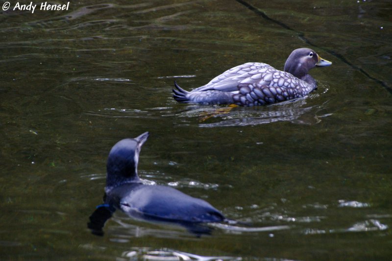 Langflgel-Dampfschiffente und Pinguin.