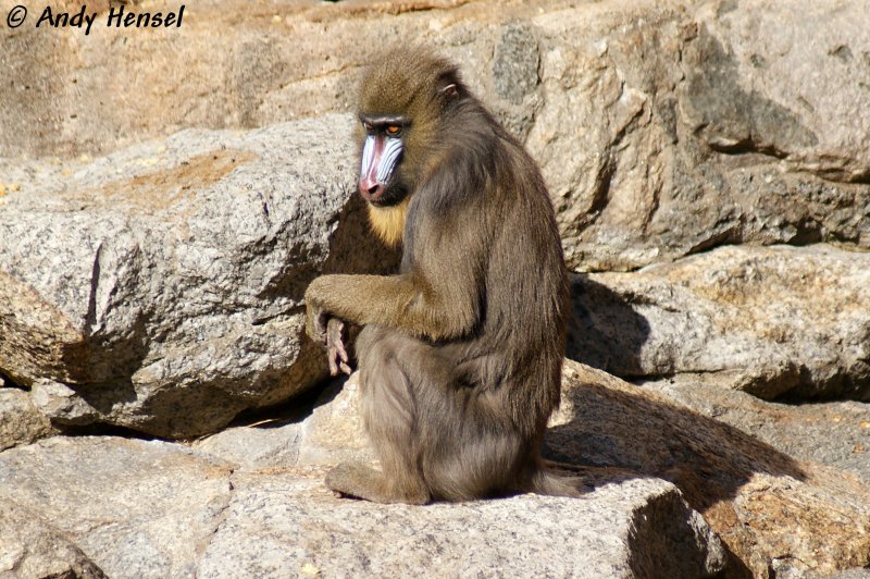 Mandrills sind nach den Menschenaffen die grten Primaten.