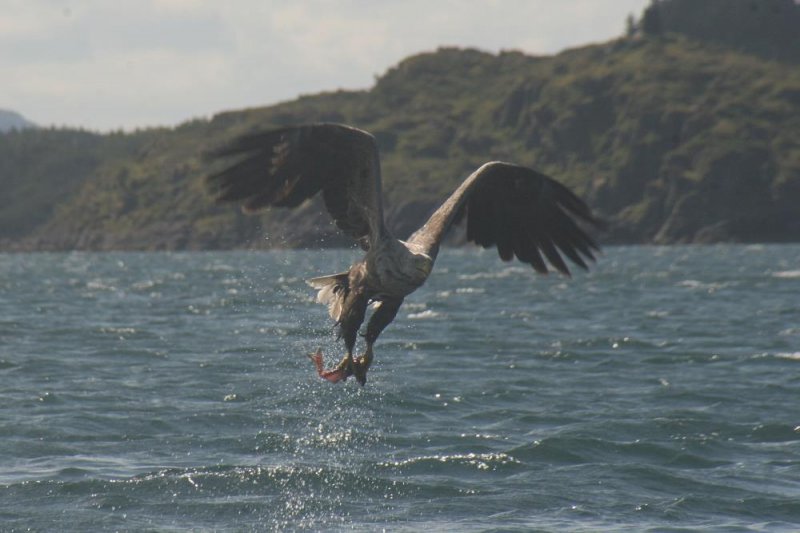 Mit Erfolg! Der Adler hat den Seelachskadaver gegriffen und fliegt zu seinem Horst.