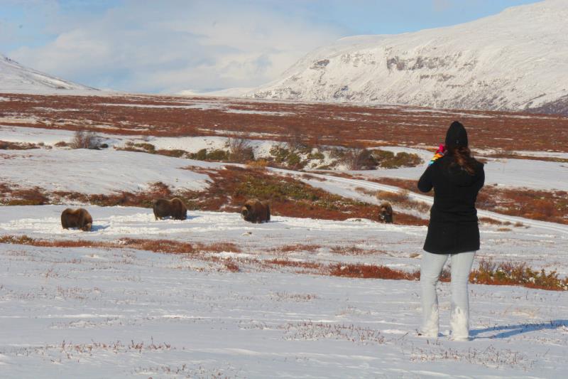 Moschusochsen sind wildlebende Paarhufer und bewohnen die Tundra. Wie bei Wildrindern besteht ihre Verteidigung in Angriff. Deshalb sollte man bei solchen Fotoshootings sehr vorsichtig sein und ihre Warnlaute gut beachten. Die junge Dame wird mir verzeihen, dass ich sie unter ziegenartigen Paarhufer einsortiere;-) Dovrefjell, 05.10.2009