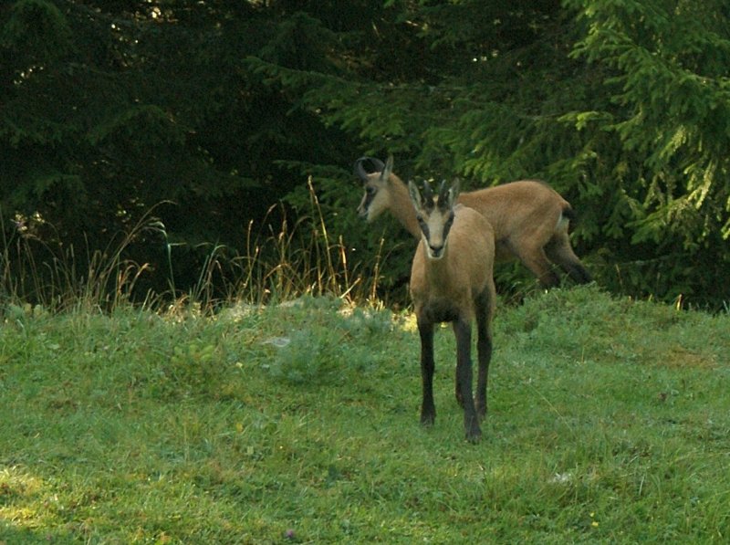 Neugierig sah uns diese Gemse beim Fotografieren zu.
(August 2009)