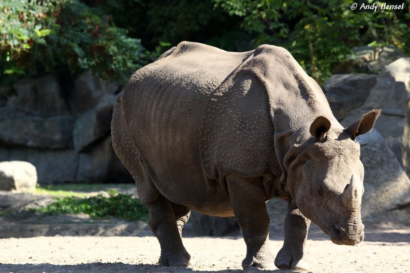 Panzernashorn. Der Bulle kann bis zu 2,2 Tonnen auf die Waage bringen.