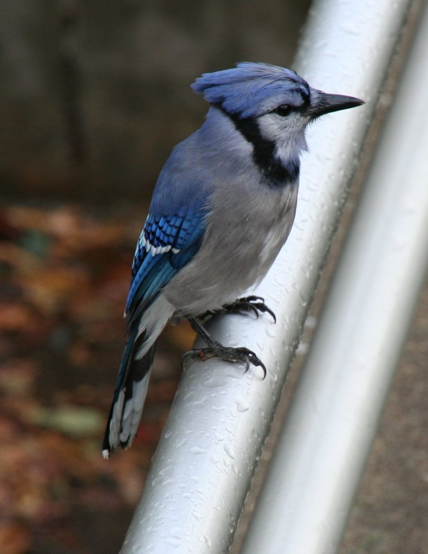 Portrait eines Blauhhers (Cyanocitta cristata). Burlington (Ontario) am 3.10.2009.
