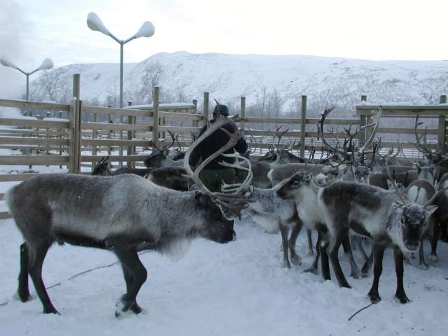 Rentierzchte haben ein Herde in ein Gatter getrieben; Nikkaluotka, 28.01.2003