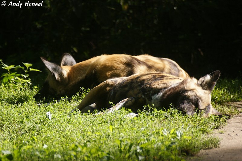 Schlafende afrikanische Wildhunde.