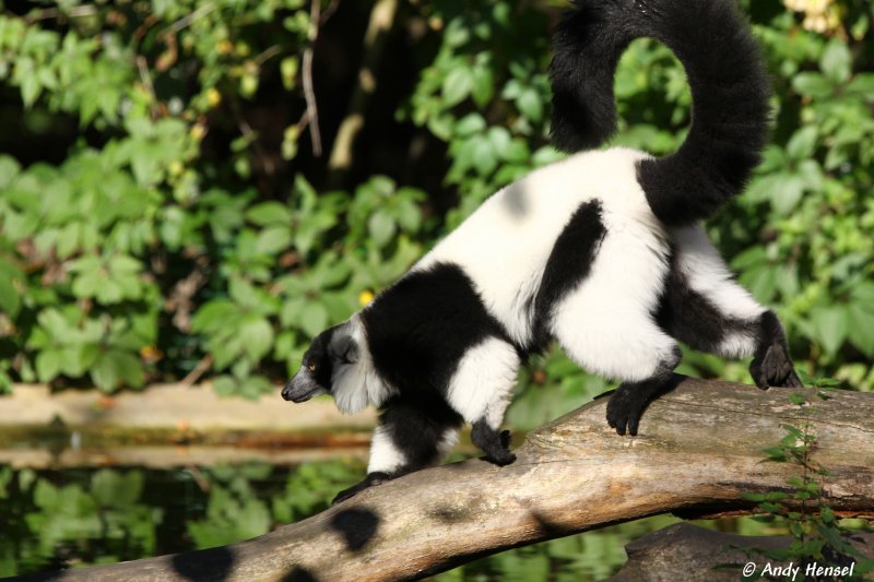 Schwarzweier Vari. Schwarzweie Varis kommen wie alle Lemuren nur auf Madagaskar vor.