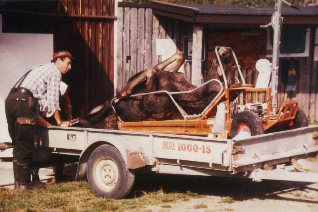 Schwedische Jger haben in Hrjedalen einen Elch zur Strecke gebracht. Mit einem speziellen Fahrzeug werden die schweren Tiere aus den sumpfigen Wlder gefahren bevor sie verladen werden knnen.