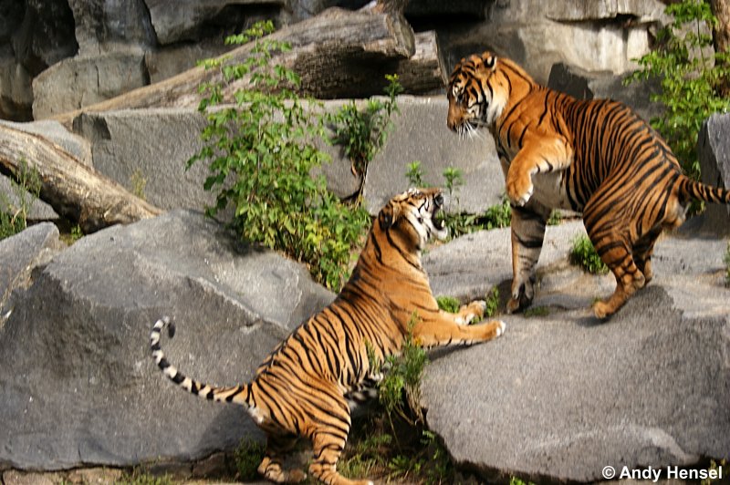 Sibirische Tiger. In freier Wildbahn gibt es nur noch ca. 400-500 Tiere dieser Gattung.