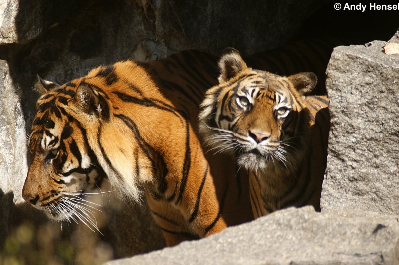 Sibirische Tiger oder auch Amurtiger