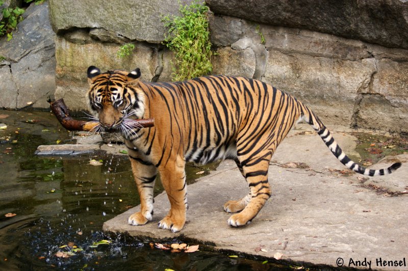 Sibirischer Tiger oder auch Amurtiger beim  Stckchen holen 