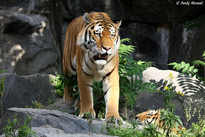 Sibirischer Tiger oder auch Amurtiger