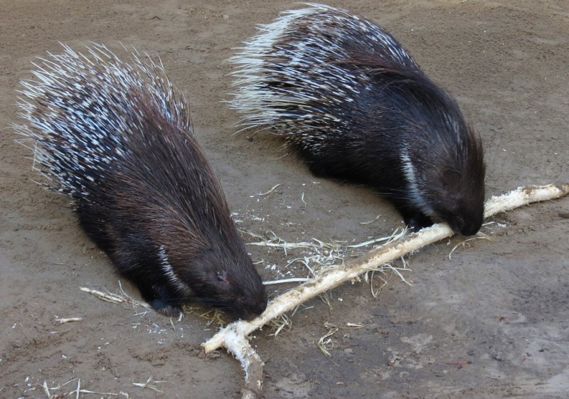 Stachelschweine