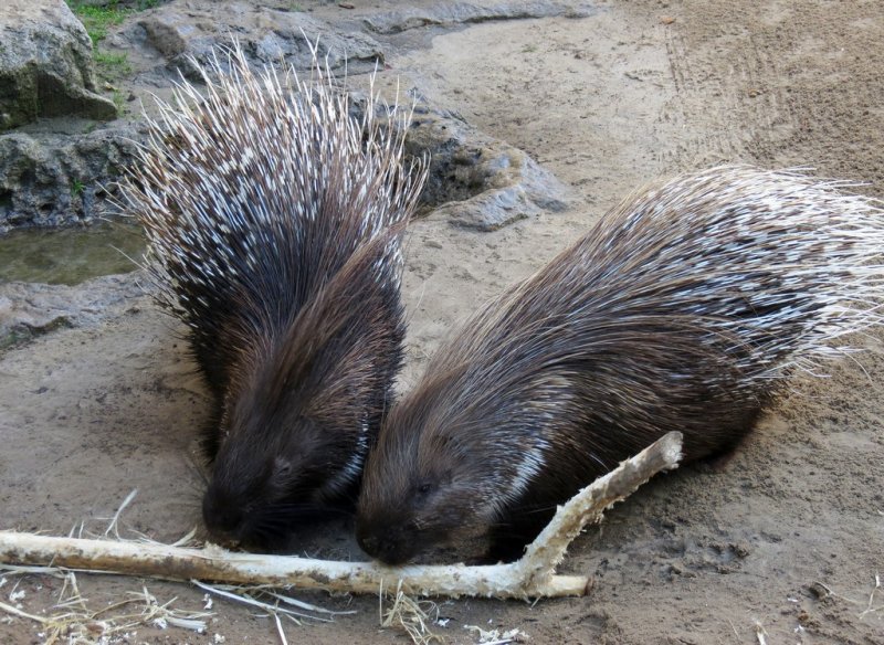 Stachelschweine