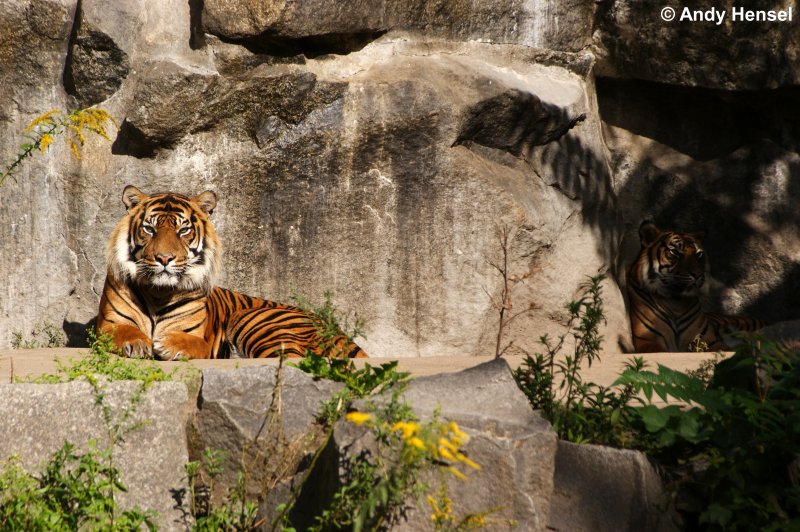 Suchspiel !!! Wo ist der zweite sibirische Tiger? Naja...so schwer ist das ja nicht.