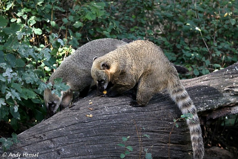 Sdamerikanische Nasenbren sind tagaktive Tiere. 