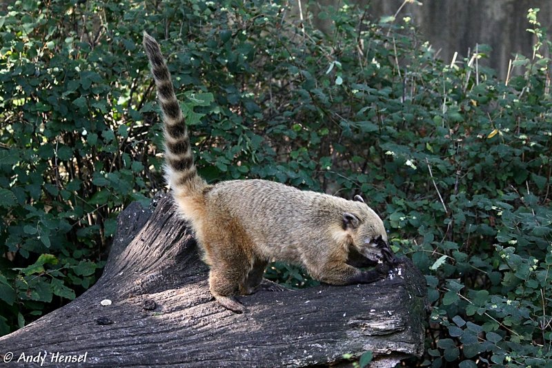 Südamerikanische Nasenbären sind tagaktive Tiere. - Tier-fotos.eu