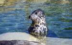 Robbe in der Seehundstation Friedrichskoog im Kreis Dithmarschen.