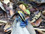 Der Färberfrosch (Dendrobates tinctorius) im tropischen Regenwald Surinames bei Awarradam